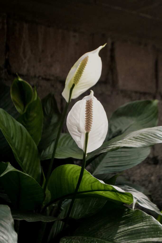 home & garden