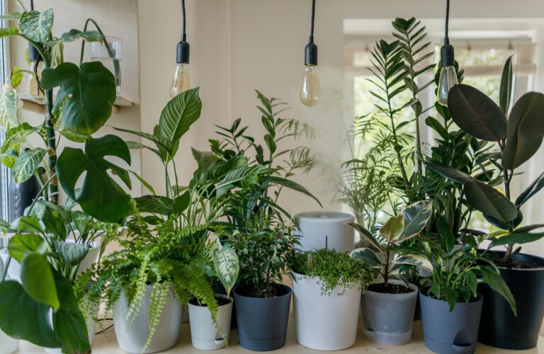 home & garden